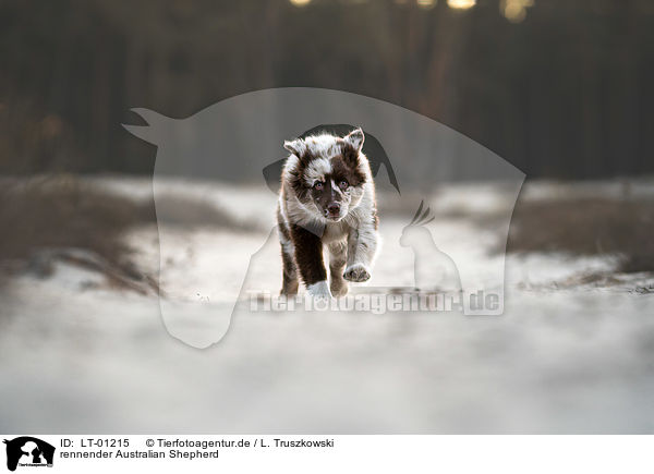 rennender Australian Shepherd / LT-01215