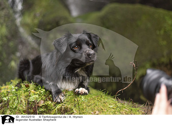 liegender Australian Shepherd / lying Australian Shepherd / AH-02519