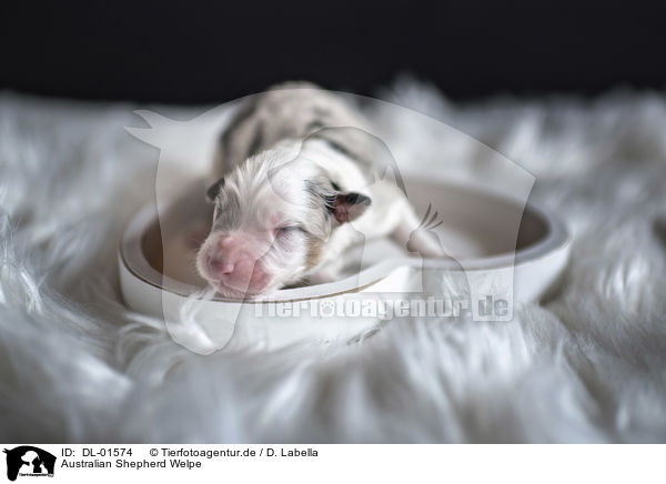 Australian Shepherd Welpe / Australian Shepherd Puppy / DL-01574