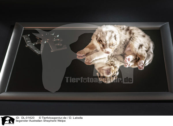 liegender Australian Shepherd Welpe / lying Australian Shepherd Puppy / DL-01620