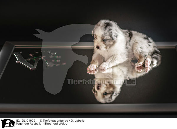 liegender Australian Shepherd Welpe / lying Australian Shepherd Puppy / DL-01625