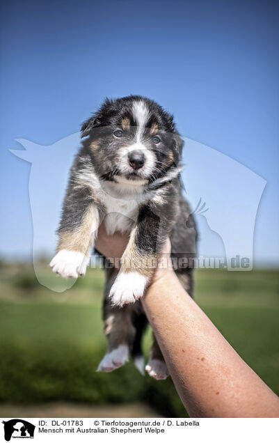 Mensch mit Australian Shepherd Welpe / human with Australian Shepherd Puppy / DL-01783