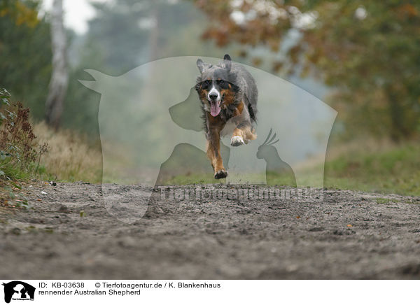 rennender Australian Shepherd / running Australian Shepherd / KB-03638