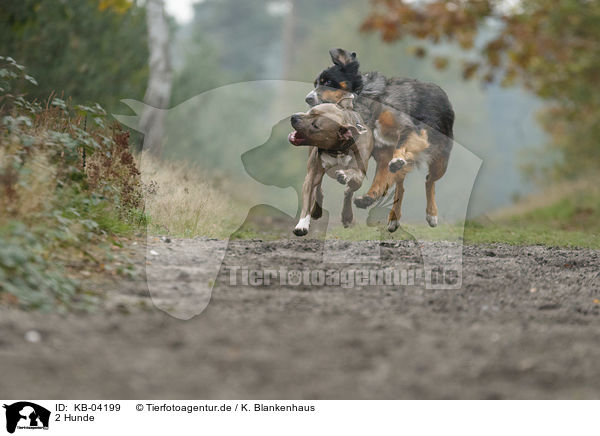 2 Hunde / 2 dogs / KB-04199