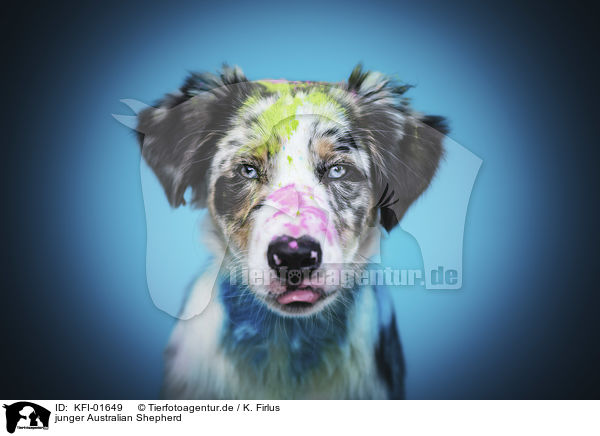 junger Australian Shepherd / young Australian Shepherd / KFI-01649