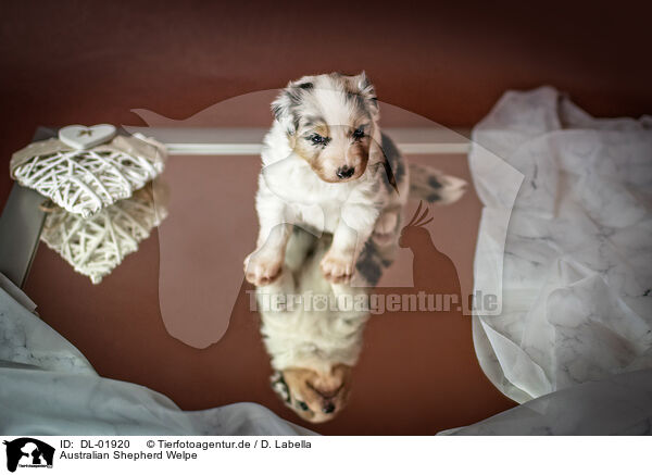 Australian Shepherd Welpe / Australian Shepherd Puppy / DL-01920