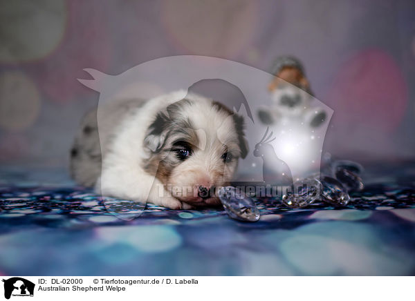 Australian Shepherd Welpe / Australian Shepherd Puppy / DL-02000