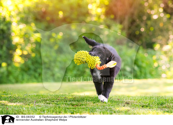 rennender Australian Shepherd Welpe / running Australian Shepherd Puppy / BS-08352