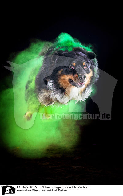 Australian Shepherd mit Holi Pulver / Australian Shepherd with holi powder / AZ-01015