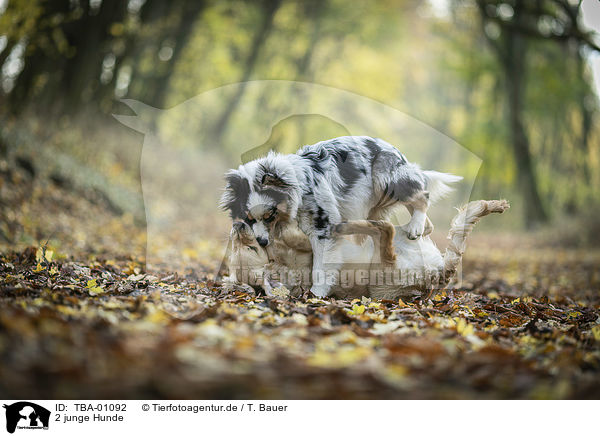 2 junge Hunde / 2 young dogs / TBA-01092