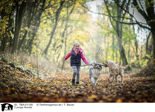 2 junge Hunde / 2 young dogs / TBA-01108