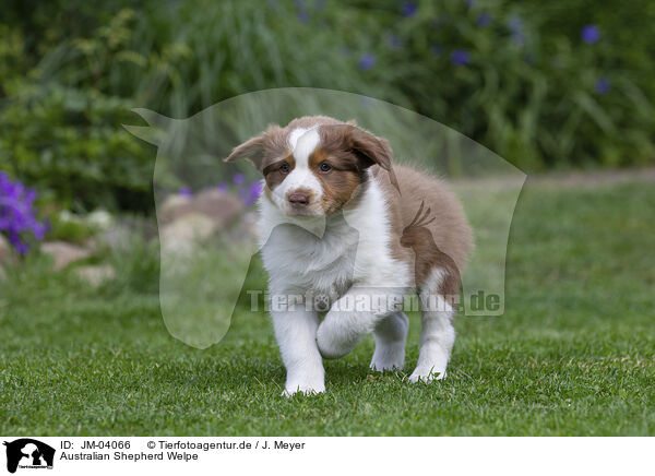 Australian Shepherd Welpe / Australian Shepherd Puppy / JM-04066