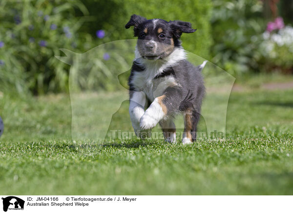 Australian Shepherd Welpe / Australian Shepherd Puppy / JM-04166