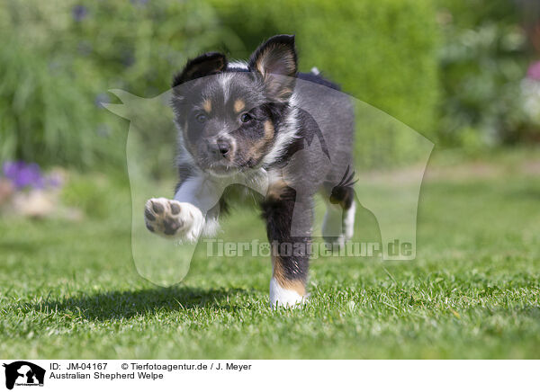 Australian Shepherd Welpe / Australian Shepherd Puppy / JM-04167
