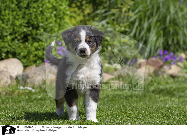 Australian Shepherd Welpe / Australian Shepherd Puppy / JM-04168