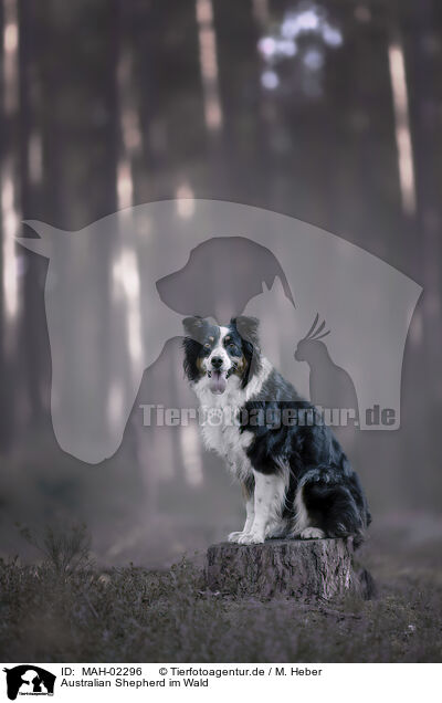 Australian Shepherd im Wald / Australian Shepherd in forest / MAH-02296