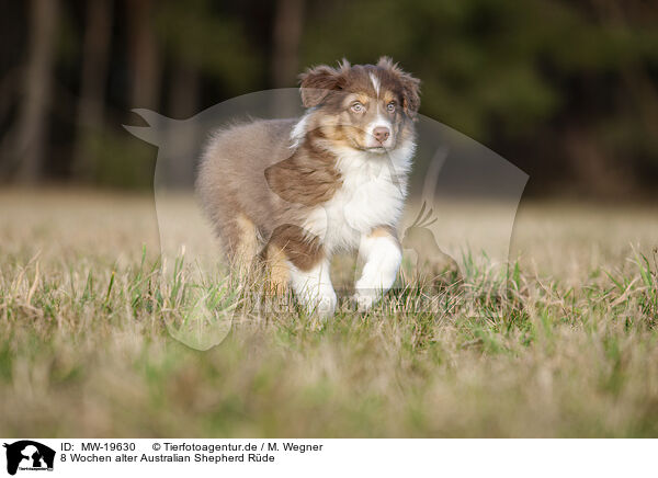 8 Wochen alter Australian Shepherd Rde / 8 weeks old male Australian Shepherd puppy / MW-19630