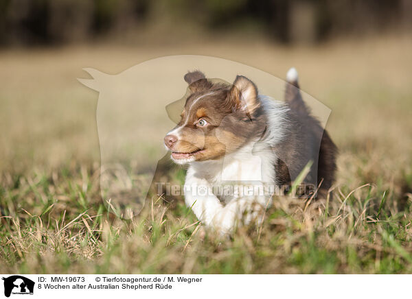 8 Wochen alter Australian Shepherd Rde / 8 weeks old male Australian Shepherd puppy / MW-19673