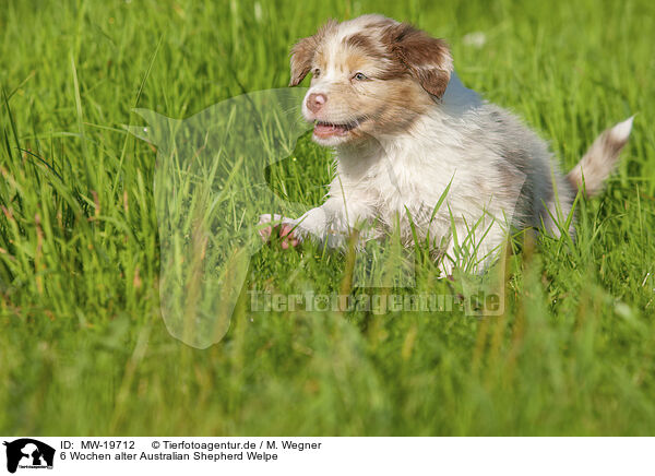 6 Wochen alter Australian Shepherd Welpe / 6 weeks old Australian Shepherd puppy / MW-19712