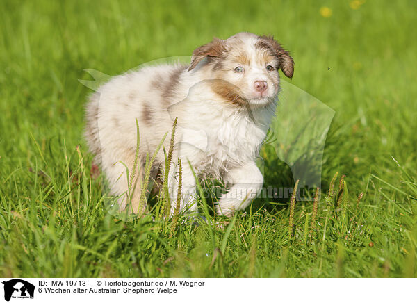 6 Wochen alter Australian Shepherd Welpe / 6 weeks old Australian Shepherd puppy / MW-19713