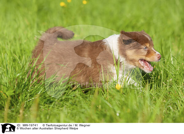 6 Wochen alter Australian Shepherd Welpe / 6 weeks old Australian Shepherd puppy / MW-19741