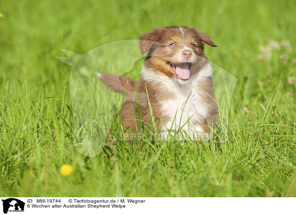 6 Wochen alter Australian Shepherd Welpe / 6 weeks old Australian Shepherd puppy / MW-19744