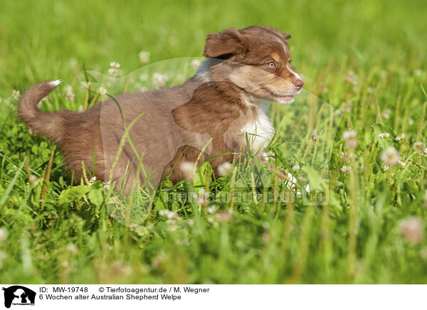 6 Wochen alter Australian Shepherd Welpe / 6 weeks old Australian Shepherd puppy / MW-19748