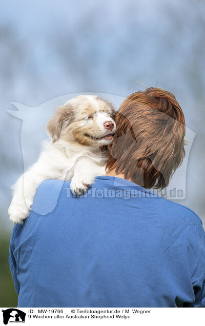 9 Wochen alter Australian Shepherd Welpe / 9 weeks old Australian Shepherd puppy / MW-19766