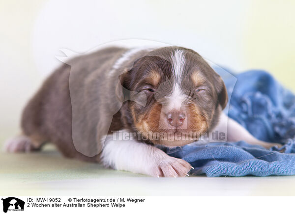 2 Wochen alter Australian Shepherd Welpe / 2 weeks old Australian Shepherd puppy / MW-19852