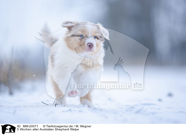 5 Wochen alter Australian Shepherd Welpe / 5 weeks old Australian Shepherd puppy / MW-20071