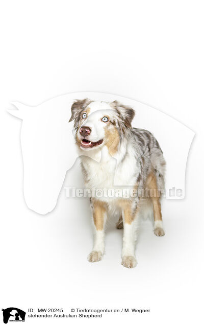 stehender Australian Shepherd / MW-20245