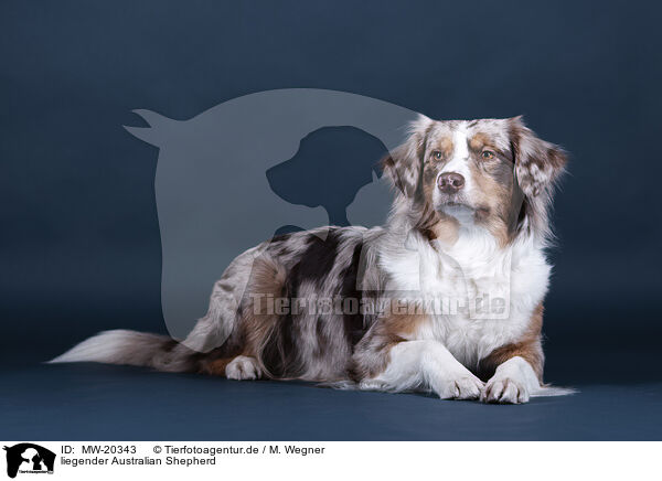 liegender Australian Shepherd / lying Australian Shepherd / MW-20343