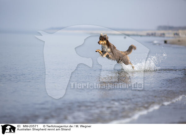 Australian Shepherd rennt am Strand / Australian Shepherd running on the beach / MW-20571