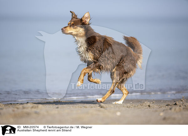 Australian Shepherd rennt am Strand / Australian Shepherd running on the beach / MW-20574
