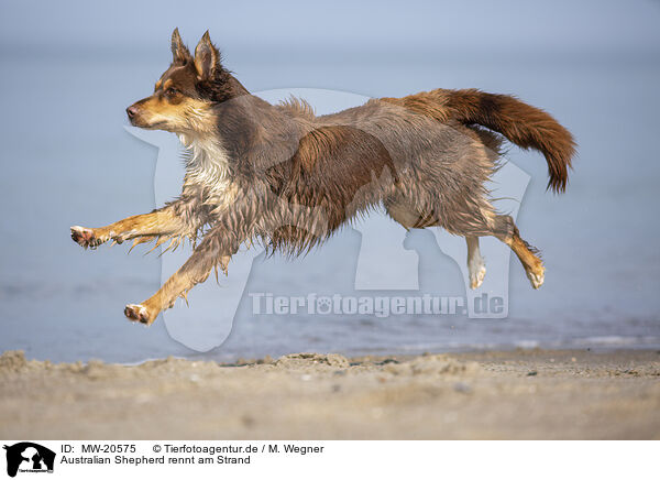 Australian Shepherd rennt am Strand / Australian Shepherd running on the beach / MW-20575