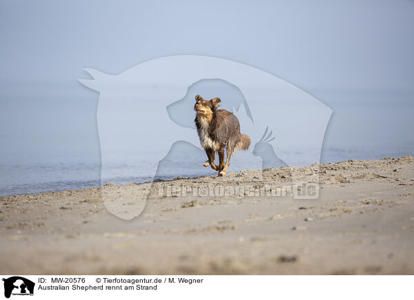 Australian Shepherd rennt am Strand / Australian Shepherd running on the beach / MW-20576