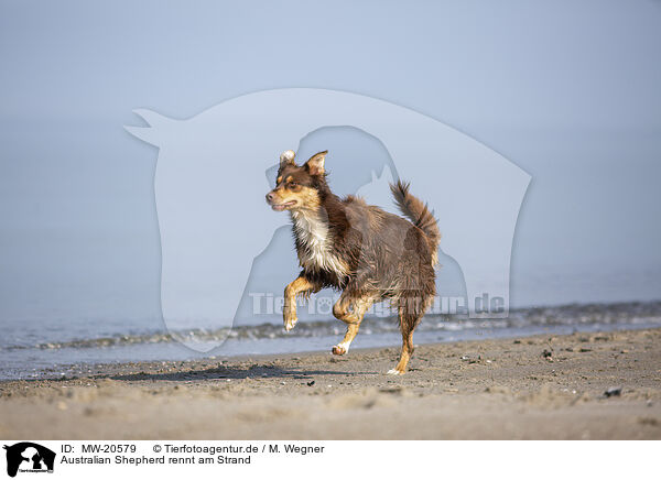 Australian Shepherd rennt am Strand / Australian Shepherd running on the beach / MW-20579