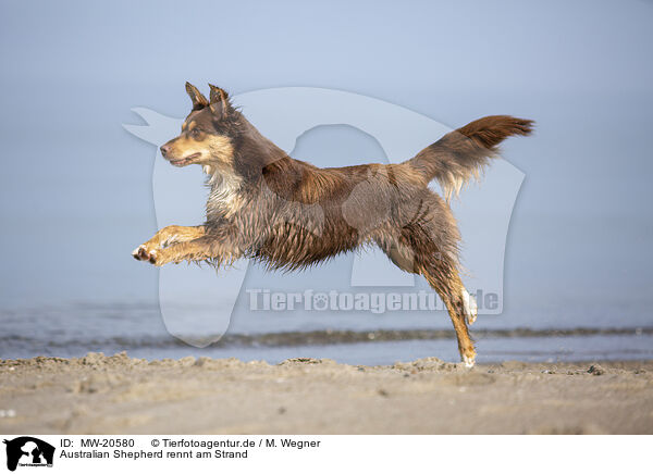 Australian Shepherd rennt am Strand / Australian Shepherd running on the beach / MW-20580
