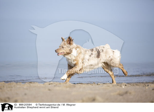 Australian Shepherd rennt am Strand / Australian Shepherd running on the beach / MW-20584