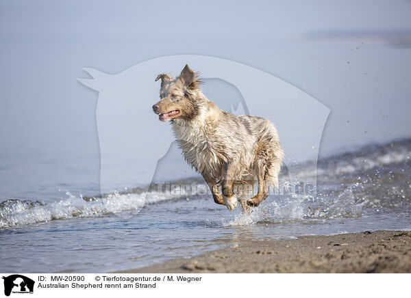 Australian Shepherd rennt am Strand / Australian Shepherd running on the beach / MW-20590