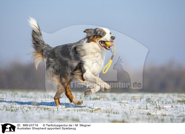 Australian Shepherd apportiert Spielzeug / Australian Shepherd retrieves toy / MW-20718