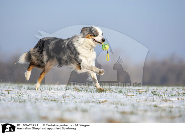 Australian Shepherd apportiert Spielzeug / Australian Shepherd retrieves toy / MW-20721