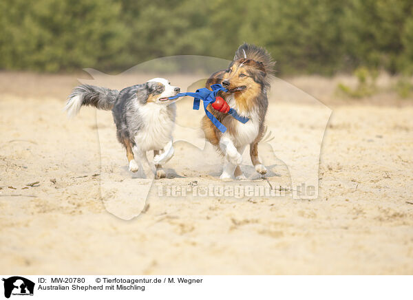 Australian Shepherd mit Mischling / Australian Shepherd with mongrel / MW-20780