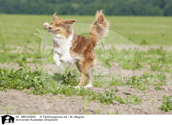 rennender Australian Shepherd / running Australian Shepherd / MW-20899