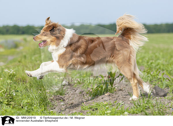 rennender Australian Shepherd / running Australian Shepherd / MW-20919