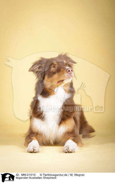 liegender Australian Shepherd / lying Australian Shepherd / MW-21010