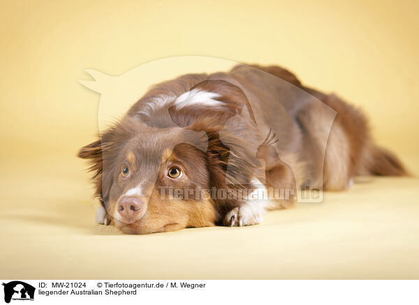 liegender Australian Shepherd / lying Australian Shepherd / MW-21024