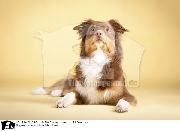 liegender Australian Shepherd / lying Australian Shepherd / MW-21035