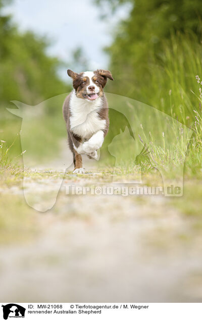 rennender Australian Shepherd / running Australian Shepherd / MW-21068