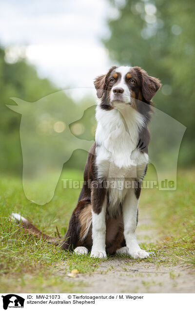 sitzender Australian Shepherd / sitting Australian Shepherd / MW-21073